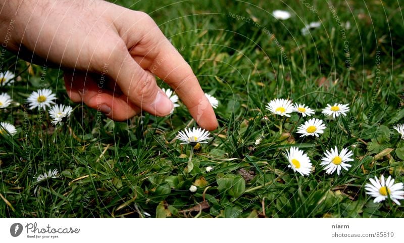 Blümchenfotografie 1 Wiese grün Gans Gänseblümchen Frühling Streicheln Hand berühren März April Mai Blüte Blume Blumenwiese Finger Zeigefinger schön Kitsch Alm