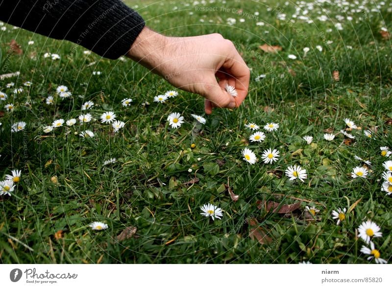 Blümchenfotografie 2 Wiese grün Gans Gänseblümchen Frühling Streicheln Hand berühren März April Mai Blüte Blume Blumenwiese schön Kitsch Alm Gras Zärtlichkeiten