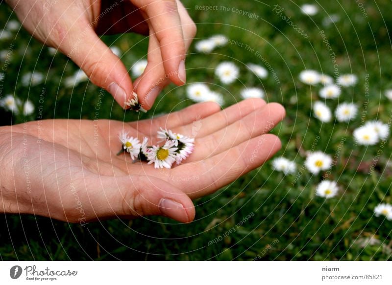 Blümchenfotografie 3 Wiese grün Gans Gänseblümchen Frühling Streicheln Hand berühren März April Mai Blüte Blume Blumenwiese schön Kitsch Alm Gras Zärtlichkeiten