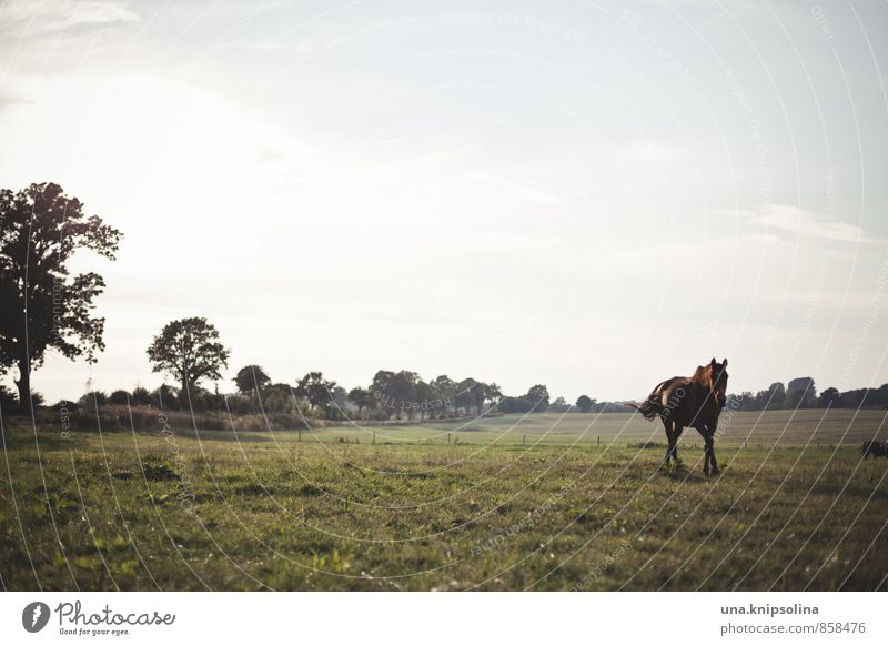 abendspaziergang mit pferd Ferien & Urlaub & Reisen Schönes Wetter Wiese Feld Pferd 1 Tier laufen frei natürlich wild Natur Weide Farbfoto Gedeckte Farben