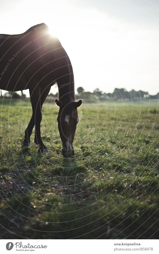 gegenlichtpferdchen Reitsport Wiese Feld Tier Pferd 1 Fressen Idylle Farbfoto Außenaufnahme Menschenleer Textfreiraum unten Dämmerung Lichterscheinung