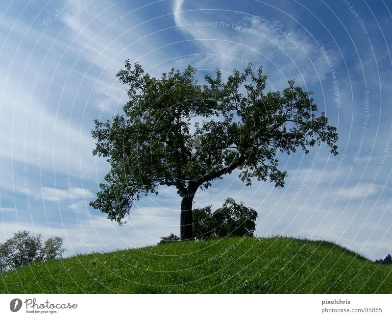 Dynamik Cirrus grün Wiese Sommer Laubbaum Wolken Gras vista Landschaft Himmel Natur schleierwolken Rasen