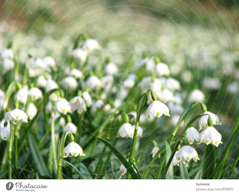 Frühlingsmeer Umwelt Natur Pflanze Blume Wiese Blühend hängen Wachstum Duft schön viele grün weiß Frühlingsgefühle Frühlingsblume Schneeglöckchen Blumenwiese