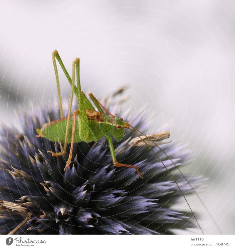 Heupferdchen auf Kugeldistel Natur Pflanze Tier Sommer Garten Park Wildtier Punktierte Zartschrecke 1 Geschwindigkeit schön sportlich stachelig blau braun gelb