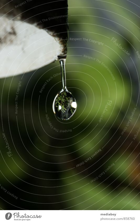 Wassertropfen Lebensmittel Garten Reinheit Röhren Farbfoto Außenaufnahme Nahaufnahme Textfreiraum unten Blitzlichtaufnahme Schwache Tiefenschärfe