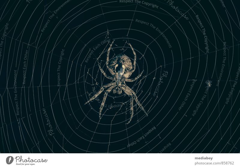 and the spiderman is always hungry Tier Spinne 1 beobachten fangen warten bedrohlich dunkel Ekel gruselig niedlich braun schwarz Tod Appetit & Hunger Angst