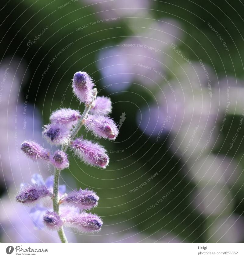 Blümchen für Ini... Umwelt Natur Pflanze Sommer Schönes Wetter Blume Blüte Blütenknospen Garten Blühend Wachstum ästhetisch schön natürlich grau grün violett