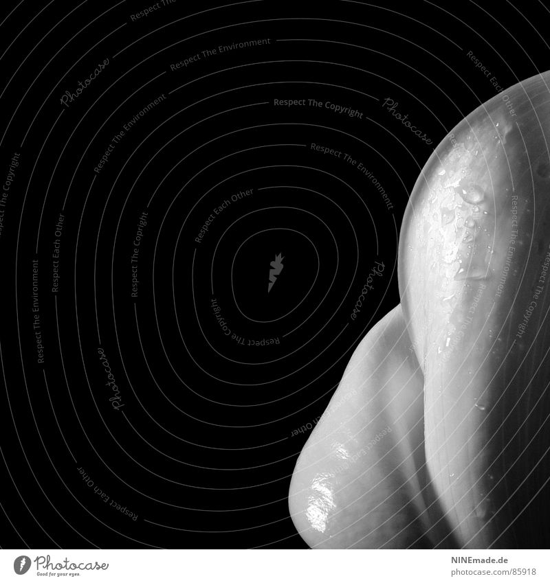 Phantasie ... schwarz weiß Licht Trauer Stimmung Calla Flair farbneutral lichtvoll Blüte Glanzlicht Wassertropfen schön weich glänzend feucht perfekt Vollendung