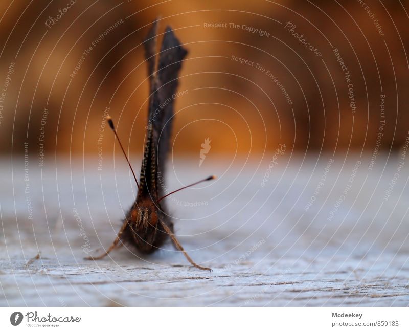 Pause Natur Sommer Tier Wildtier Totes Tier Schmetterling sitzen warten authentisch frei kaputt nachhaltig trocken blau braun mehrfarbig grau orange schwarz