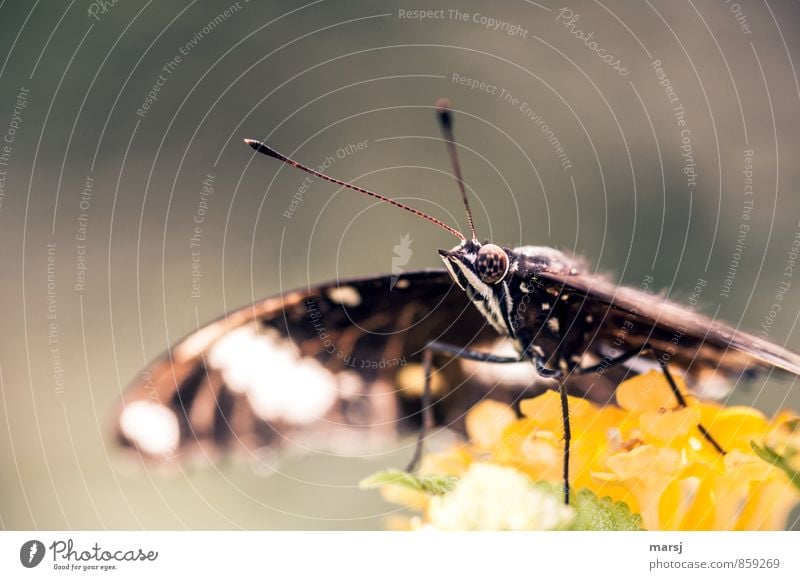 Fussballauge Tier Sommer Herbst Wildtier Schmetterling Tiergesicht Flügel Facettenauge Fühler 1 beobachten genießen klein mehrfarbig ruhend Blick Farbfoto