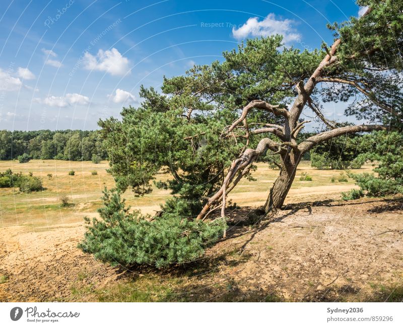 Kiefer nach dem Sturm Erde Sand Himmel nur Himmel Wolken Klima Wetter Schönes Wetter Wind Pflanze Baum Gras Sträucher Wildpflanze Wald bizarr Baumrinde