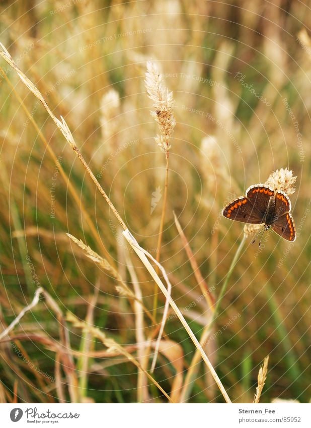 kleiner Falter Schmetterling Feld Wiese braun beige leicht grün Sommer Frühling Herbst Bergwiese Herbstbeginn haselnussbraun Umwelt Sonnenbad flattern