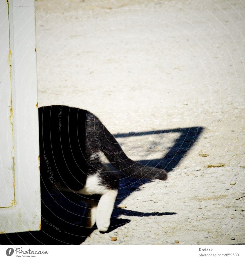 ...bin dann mal weg Tier Haustier Katze Fell Pfote 1 Bewegung gehen schwarz weiß Gedeckte Farben Außenaufnahme Tag Licht Schatten Kontrast