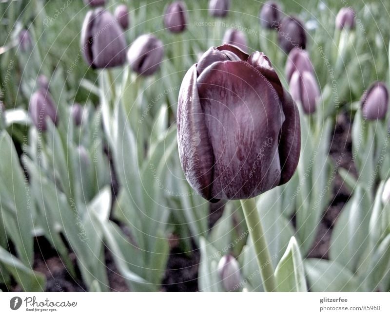 tulpenmeer Tulpe Pflanze Feld Blüte schwarz rot grün Trauer Frühling Sommer Blumenbeet Niederlande Fee Blütenknospen bleich Freude