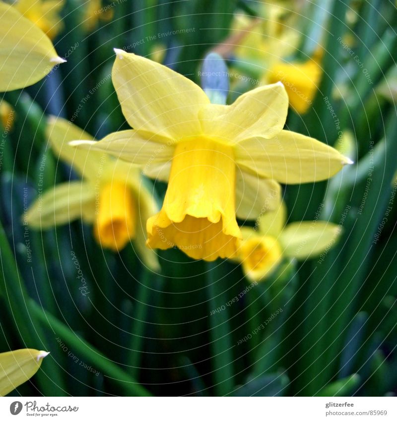 narzisschen III Frühling April Narzissen Gelbe Narzisse gelb grün Beet Fee Auferstehung orange Zwiebel