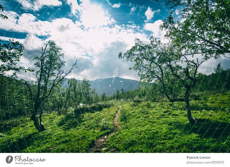 Mückenparadies Zufriedenheit Sinnesorgane Erholung ruhig Abenteuer Ferne Freiheit Expedition Sommer Berge u. Gebirge wandern Umwelt Natur Landschaft Pflanze