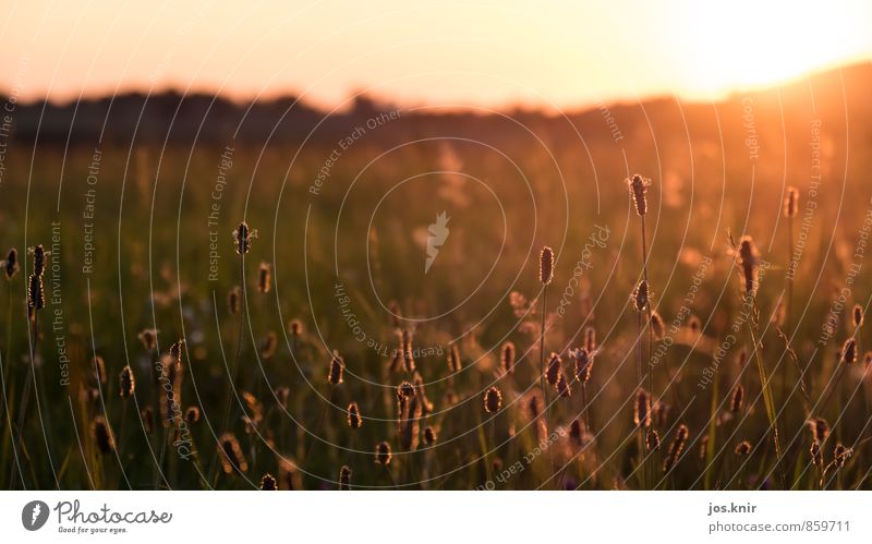 Abendstimmung Umwelt Natur Landschaft Pflanze Urelemente Erde Himmel Horizont Sonne Sonnenaufgang Sonnenuntergang Sonnenlicht Sommer Schönes Wetter Gras