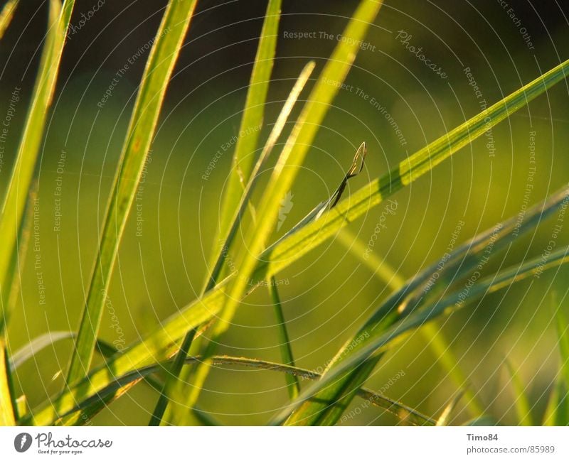 Hoffnung Wiese Sommer Gras grün Gefühle Freude resignieren warme jahreszeit Begeisterung