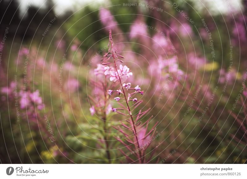 Pflanzliches II Natur Pflanze Blume Gras Sträucher Blüte Grünpflanze Wildpflanze Garten Park Wiese Blühend Unschärfe Fingerhut Farbfoto Gedeckte Farben