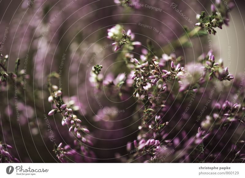 Pflanzliches Natur Pflanze Gras Sträucher Blatt Blüte Grünpflanze Wildpflanze Blühend natürlich Lavendel Blütenknospen Unschärfe Farbfoto Gedeckte Farben