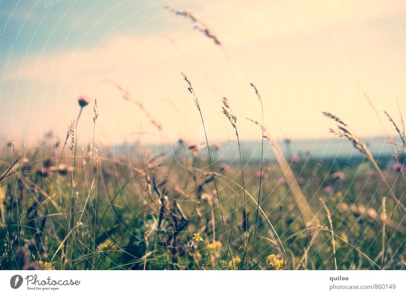 Sommerwiese Ferien & Urlaub & Reisen Tourismus Ferne Sommerurlaub Umwelt Natur Landschaft Pflanze Blume Gras Wildpflanze Wiese Feld Duft schön Wärme weich blau