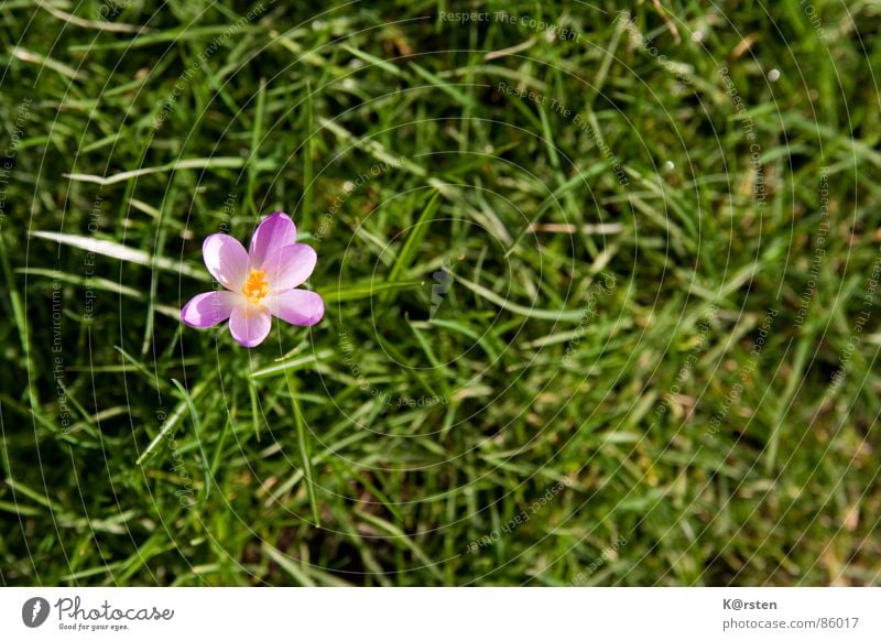 Sonnenfreunde Krokusse Gras Blüte grün Zärtlichkeiten Frühling gelb strahlend Einsamkeit Außenaufnahme Wiese Grasnarbe Pollen Rasen Natur Garten in voller blüte