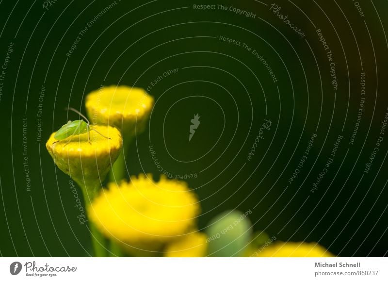 Kleines Insekt Natur Pflanze Tier Blume Blüte Heuschrecke 1 Tierjunges Duft klein niedlich oben gelb grün Lebensfreude Warmherzigkeit ruhig Mut Farbfoto