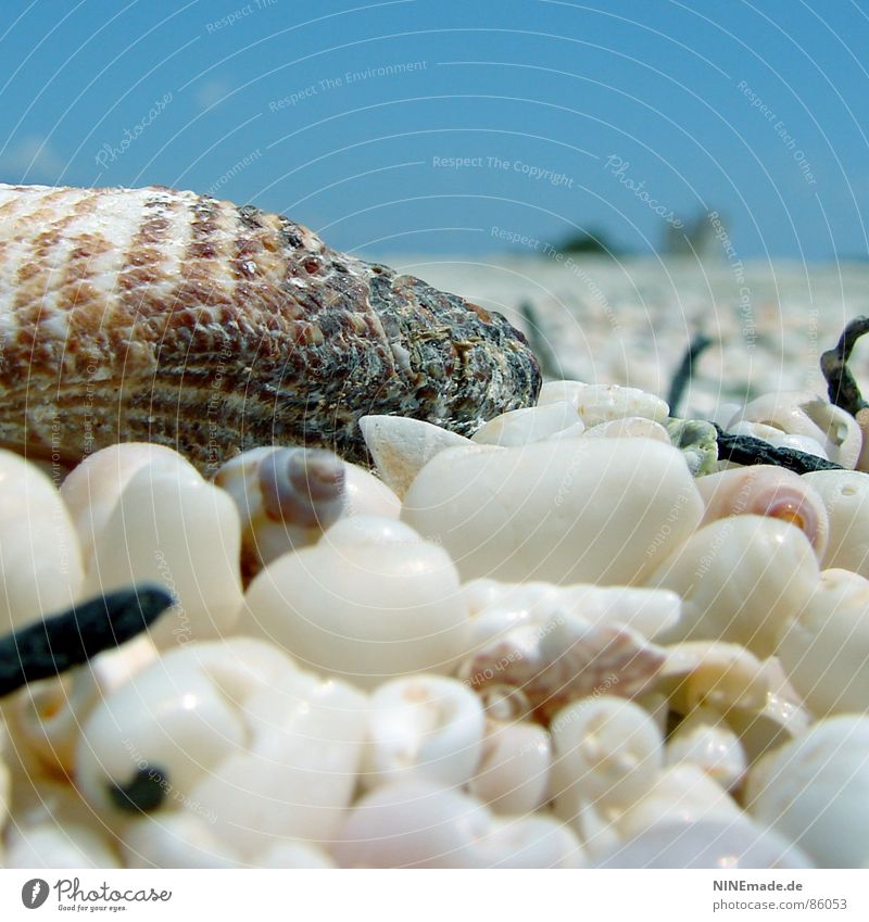 Versammlung ... Muschel Meer Romantik Physik nah Perspektive ruhig Erholung Ebbe klein groß Gegenteil lichtvoll Strand Griechenland Kreta Einsamkeit Quadrat