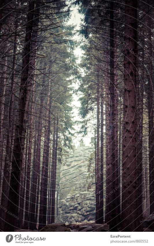 Ausweg Ferien & Urlaub & Reisen Tourismus Ausflug Abenteuer Freiheit Umwelt Natur Landschaft Frühling Sommer Herbst Pflanze Baum Wald Felsen Berge u. Gebirge