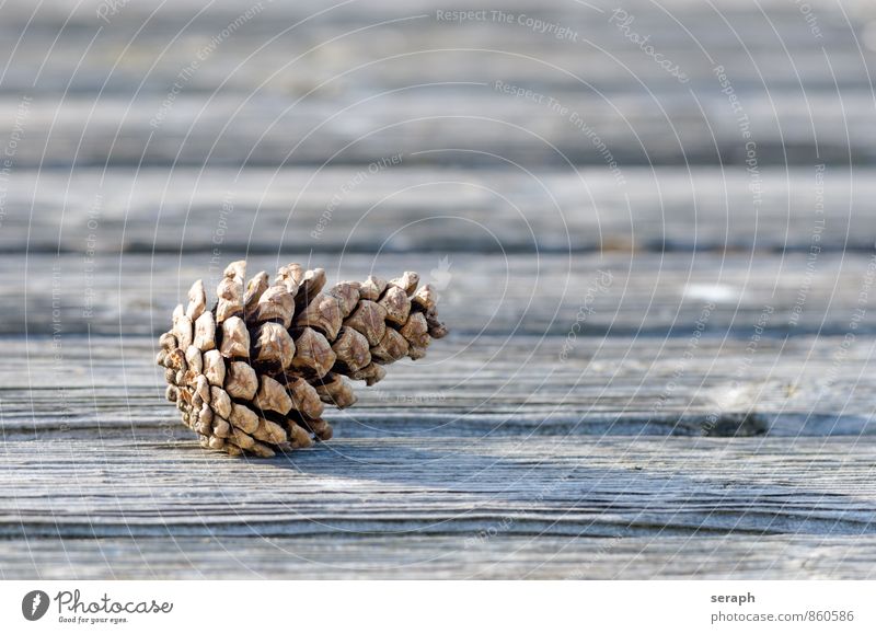 Zapfen Kiefer Pine Tree Arch Kiefernnadeln cone knotig natürlich organisch pinus fir Samen Konifere Nadelbaum Dekoration & Verzierung Makroaufnahme Feiertag