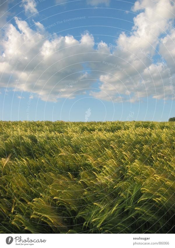 gerstenfeld und wolkenmeer Feld Gerste grün Umwelt Wolken Sommer Natur Himmel Pflanze gerstensaft pflanzen...