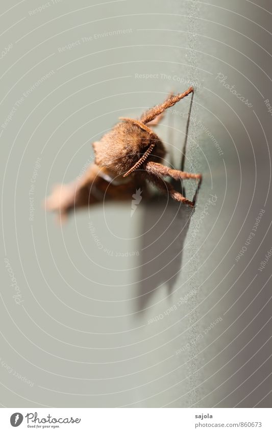 auf die plätze, fertig, los Tier Wildtier Schmetterling Motte 1 sitzen warten Fühler Tiergesicht tierisch Startstellung triodia sylvina Ampfer-Wurzelbohrer