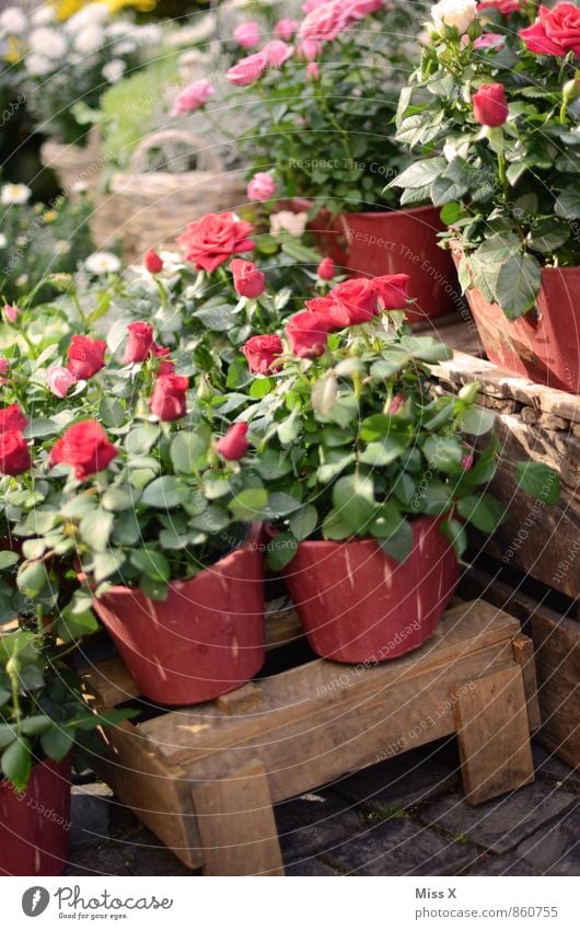 Rosen kaufen Dekoration & Verzierung Valentinstag Muttertag Blume Blüte Topfpflanze Marktplatz Duft rot Gefühle Liebe Verliebtheit rote Rose Rosenstock