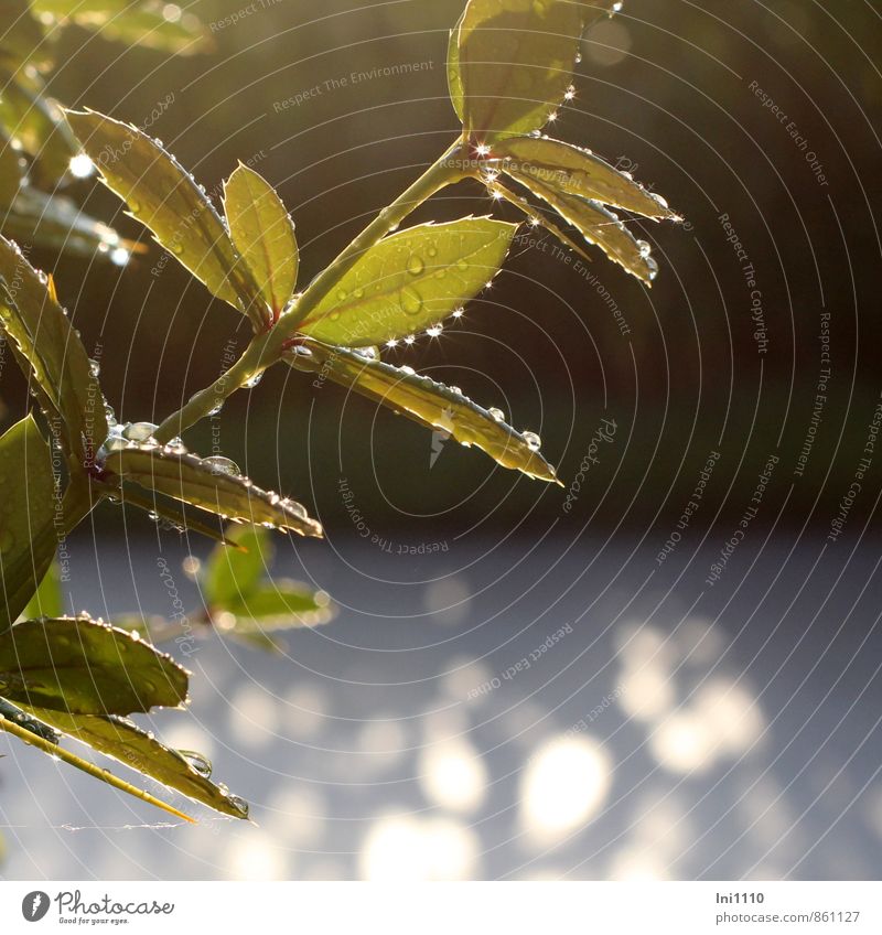 auf Regen folgt Sonnenschein Umwelt Natur Pflanze Wassertropfen Sonnenlicht Sommer Wetter Sträucher Grünpflanze Berberitze Garten Park leuchten ästhetisch