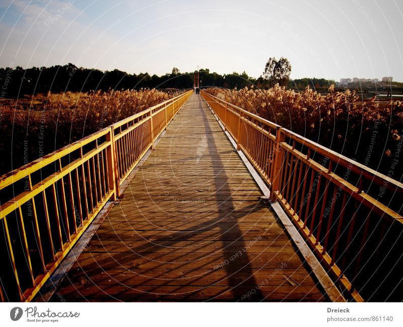 Fokus Sonne Sonnenaufgang Sonnenuntergang Sonnenlicht Sommer Schönes Wetter Pflanze Blüte Park Brücke Bauwerk Holz Metall Stahl Rost Blick Ferne hell braun gelb