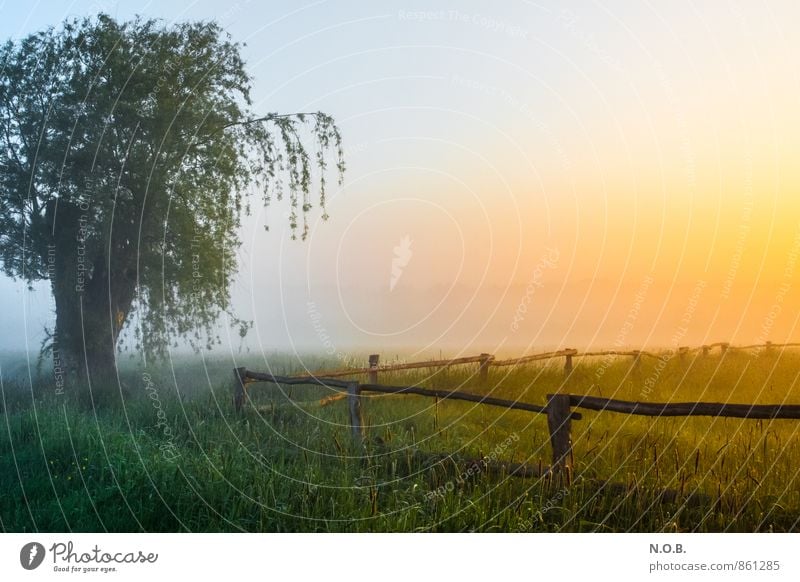 Morgenstimmung Landschaft Himmel Wolkenloser Himmel Sonnenaufgang Sonnenuntergang Sonnenlicht Sommer Schönes Wetter Baum Gras Wiese Feld ästhetisch frisch gelb