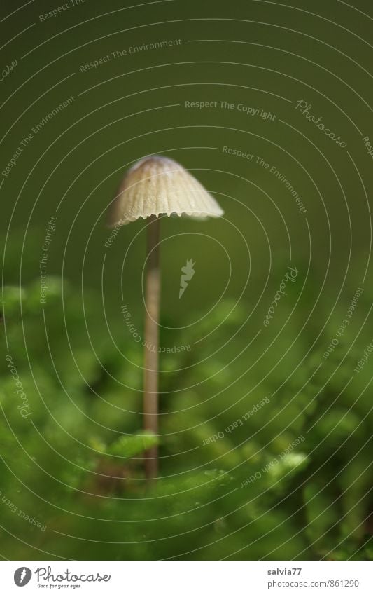 Solo Natur Pflanze Erde Herbst Moos Grünpflanze Pilz Wald leuchten stehen Wachstum ästhetisch dünn einfach klein nackt natürlich weich braun grün ruhig