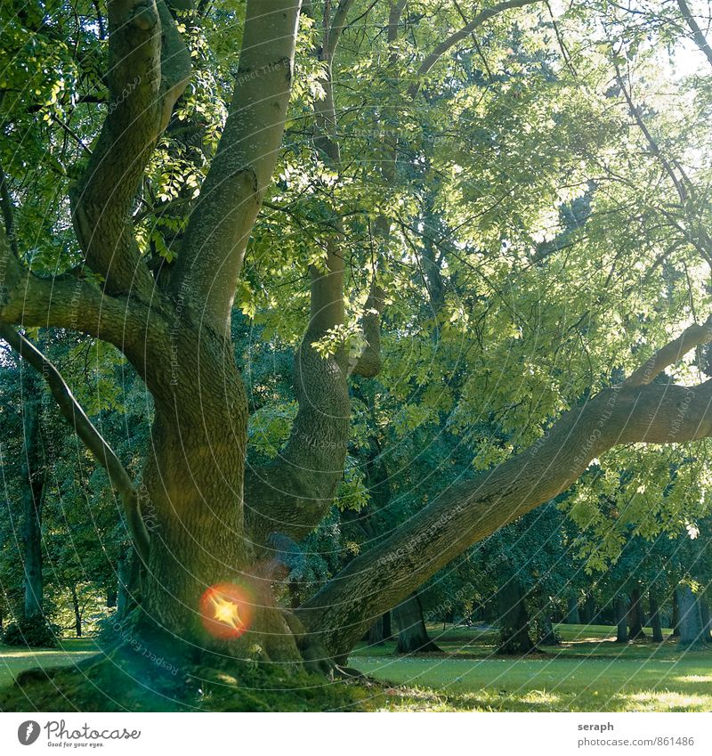 Baumseele Buchsbaum Eiche Baumrinde Ast ""crown of tree"" Biotop Märchen Wald Natur Pflanze Baumkrone Zweig Umwelt Laubbaum Jahreszeiten Laubwald Blatt grün