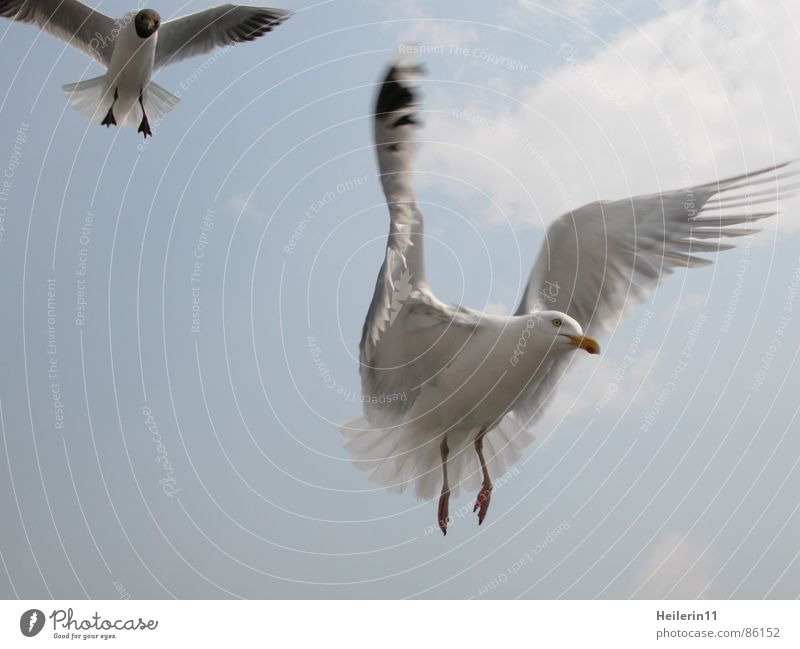 Im Anflug Fähre Erholung Sommer Anlegestelle flattern Ferien & Urlaub & Reisen Appetit & Hunger Vogel möven fliegen warme jahreszeit relaxans