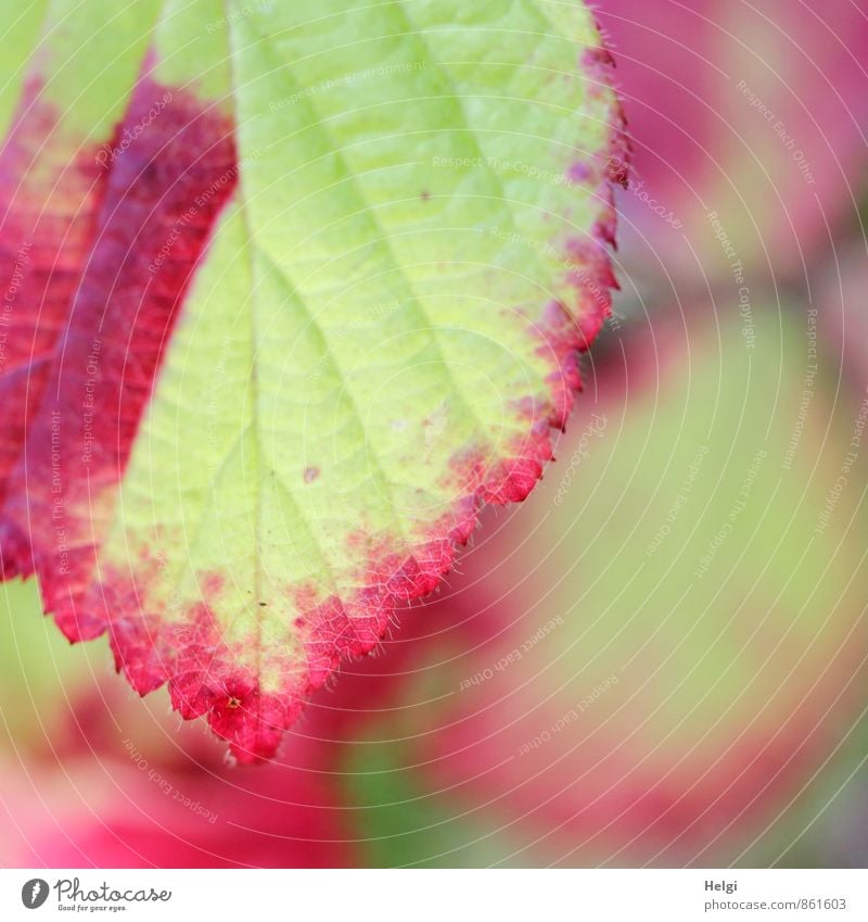 Herbst im Anmarsch... Umwelt Natur Pflanze Sommer Schönes Wetter Blatt Wildpflanze Brombeerblätter Wald alt hängen Wachstum ästhetisch authentisch