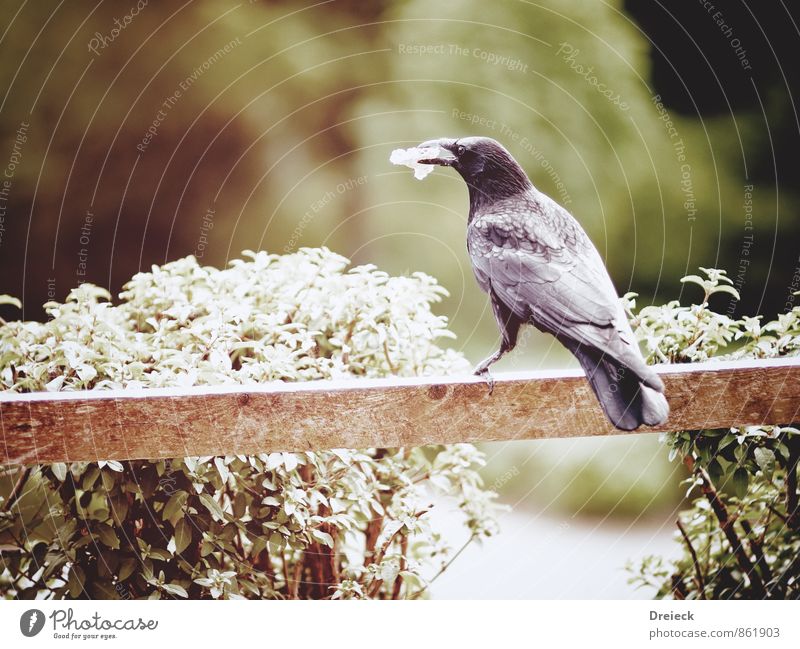 Völlerei Tier Wildtier Vogel Krallen Feder Rabenvögel Krähe Schnabel Vogelfutter 1 Essen füttern tragen grün schwarz Farbfoto Außenaufnahme Tag Sonnenlicht