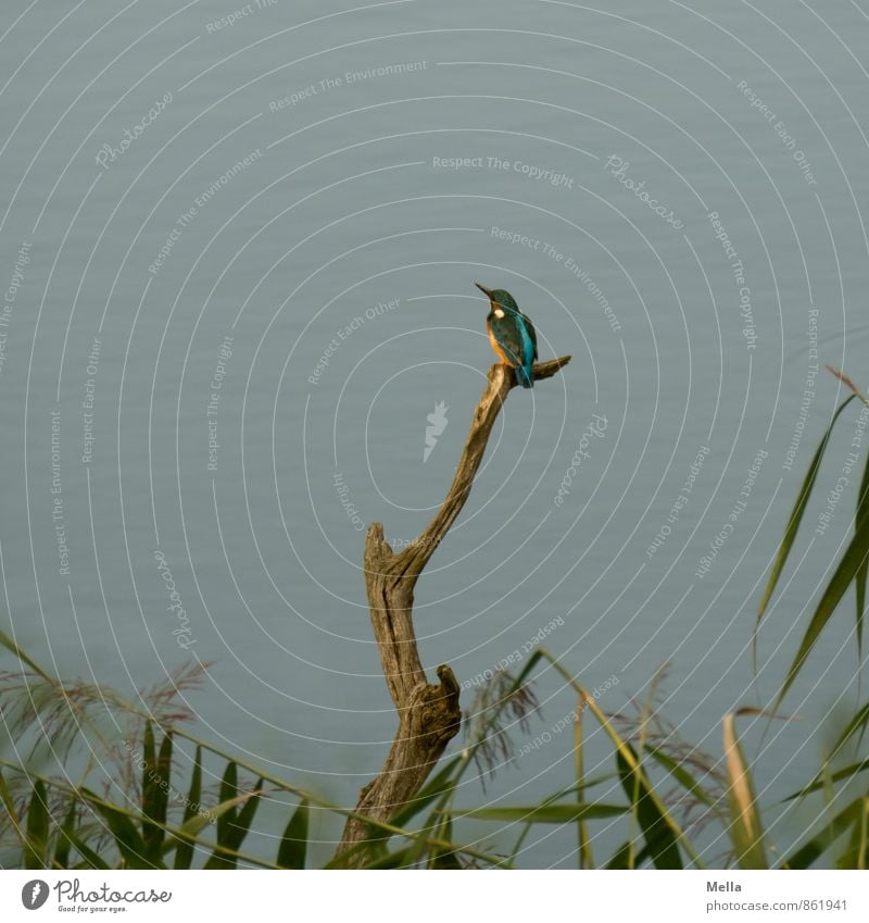 Chilling Mr Iceman Umwelt Natur Tier Wasser Pflanze Gras Ast Schilfrohr Küste Seeufer Flussufer Teich Wildtier Vogel Eisvögel 1 hocken Blick sitzen frei klein