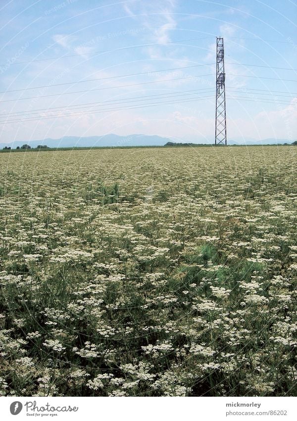 blumenwiese Blume Blumenwiese Wiese Halm Frühling Sommer Elektrizität grün frisch knackig Leben Luft Himmel Natur