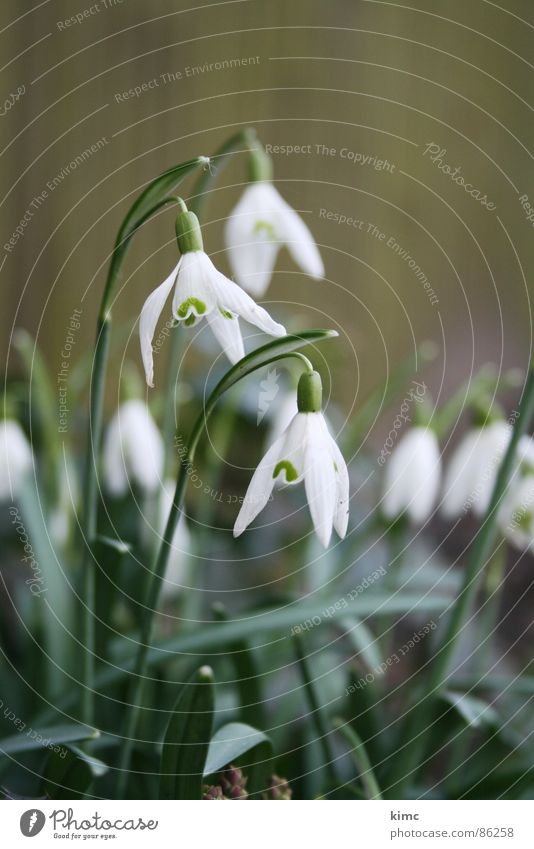 maiglöckchen Mai Frühling Pflanze grün Wildpflanze Blühend kimc Garten