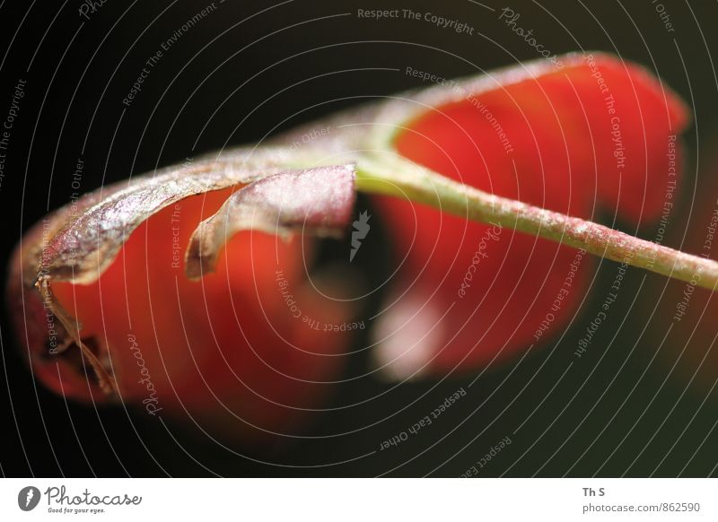 Blatt Natur Pflanze Frühling Sommer Herbst Blühend ästhetisch authentisch einfach elegant Gelassenheit geduldig ruhig Idylle einzigartig harmonisch schön