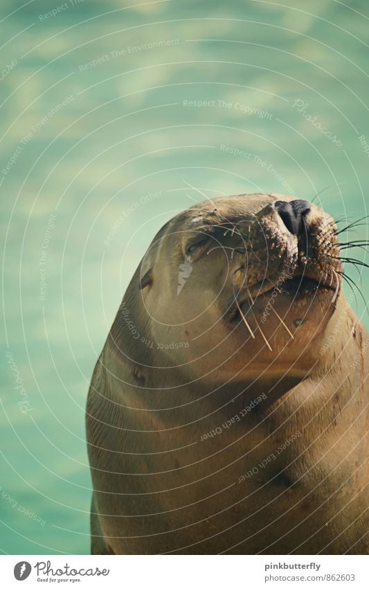 Schnarch Wasser Sommer Tier Zoo Seehund Seelöwe Robben 1 genießen schlafen dick lustig maritim braun türkis Zufriedenheit friedlich Vorsicht Gelassenheit