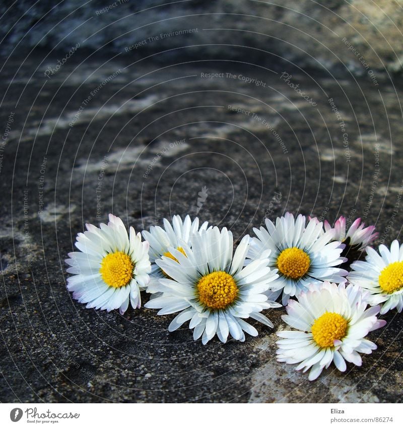 gesammelte gepflückte Gänseblümchen draußen auf Stein Sommer Sonnenbad Dekoration & Verzierung Pflanze Frühling Wärme Blume Blüte Beton außergewöhnlich grau