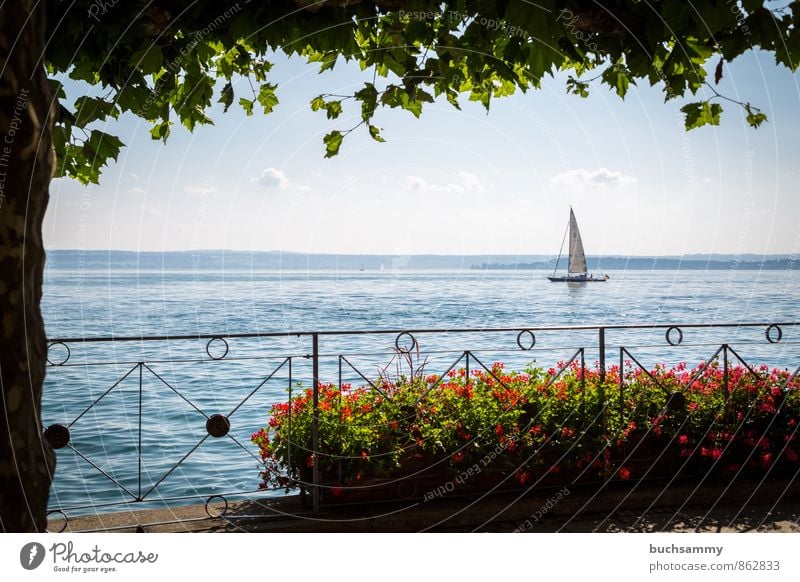 Segelboot auf Bodensee Wassersport Segeln Wolken Sommer Baum See Sehenswürdigkeit Schifffahrt Wasserfahrzeug blau grün rot weiß Ferien & Urlaub & Reisen