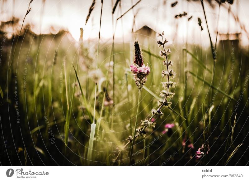 Sommerwiese Pt.2 Natur Landschaft Pflanze Schönes Wetter Blume Gras Sträucher Wildpflanze Wiese Dorf Haus Blühend Duft ästhetisch elegant braun mehrfarbig grün