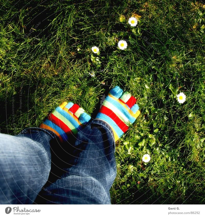 Frühlingsfüße - Part l Strümpfe Ringelsocken gestreift mehrfarbig Gänseblümchen gelb Gras Wiese Zehen Jeanshose gehen Frühlingsgefühle Freude zehensocken